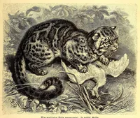 Picture 8 of 13 from Brehms Tierleben : allgemeine Kunde des Tierreichs : mit 1800 Abbildungen im Text, 9 Karten und 180 Tafeln in Farbendruck und Holzschnitt (1890), leaf 495