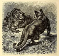 An illustration from Brehms Tierleben : allgemeine Kunde des Tierreichs : mit 1800 Abbildungen im Text, 9 Karten und 180 Tafeln in Farbendruck und Holzschnitt (1890)
