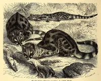 An illustration from Brehms Tierleben : allgemeine Kunde des Tierreichs : mit 1800 Abbildungen im Text, 9 Karten und 180 Tafeln in Farbendruck und Holzschnitt (1890)