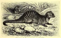 An illustration from Brehms Tierleben : allgemeine Kunde des Tierreichs : mit 1800 Abbildungen im Text, 9 Karten und 180 Tafeln in Farbendruck und Holzschnitt (1890)