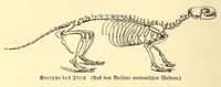 An illustration from Brehms Tierleben : allgemeine Kunde des Tierreichs : mit 1800 Abbildungen im Text, 9 Karten und 180 Tafeln in Farbendruck und Holzschnitt (1890)