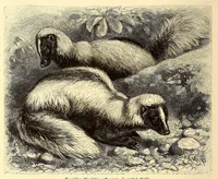 An illustration from Brehms Tierleben : allgemeine Kunde des Tierreichs : mit 1800 Abbildungen im Text, 9 Karten und 180 Tafeln in Farbendruck und Holzschnitt (1890)