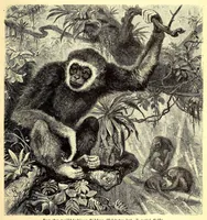 An illustration from Brehms Tierleben : allgemeine Kunde des Tierreichs : mit 1800 Abbildungen im Text, 9 Karten und 180 Tafeln in Farbendruck und Holzschnitt (1890)