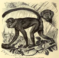 An illustration from Brehms Tierleben : allgemeine Kunde des Tierreichs : mit 1800 Abbildungen im Text, 9 Karten und 180 Tafeln in Farbendruck und Holzschnitt (1890)