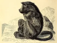 An illustration from Brehms Tierleben : allgemeine Kunde des Tierreichs : mit 1800 Abbildungen im Text, 9 Karten und 180 Tafeln in Farbendruck und Holzschnitt (1890)