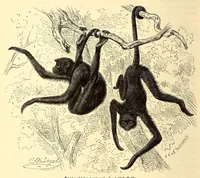 An illustration from Brehms Tierleben : allgemeine Kunde des Tierreichs : mit 1800 Abbildungen im Text, 9 Karten und 180 Tafeln in Farbendruck und Holzschnitt (1890)