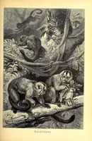 Picture 5 of 16 from Brehms Tierleben : allgemeine Kunde des Tierreichs : mit 1800 Abbildungen im Text, 9 Karten und 180 Tafeln in Farbendruck und Holzschnitt (1890), leaf 321