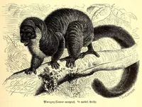 An illustration from Brehms Tierleben : allgemeine Kunde des Tierreichs : mit 1800 Abbildungen im Text, 9 Karten und 180 Tafeln in Farbendruck und Holzschnitt (1890)