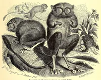 An illustration from Brehms Tierleben : allgemeine Kunde des Tierreichs : mit 1800 Abbildungen im Text, 9 Karten und 180 Tafeln in Farbendruck und Holzschnitt (1890)