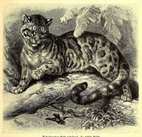 An illustration from Brehms Tierleben : allgemeine Kunde des Tierreichs : mit 1800 Abbildungen im Text, 9 Karten und 180 Tafeln in Farbendruck und Holzschnitt (1890)