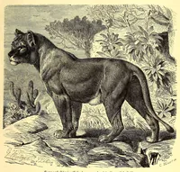 An illustration from Brehms Tierleben : allgemeine Kunde des Tierreichs : mit 1800 Abbildungen im Text, 9 Karten und 180 Tafeln in Farbendruck und Holzschnitt (1890)
