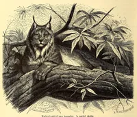 An illustration from Brehms Tierleben : allgemeine Kunde des Tierreichs : mit 1800 Abbildungen im Text, 9 Karten und 180 Tafeln in Farbendruck und Holzschnitt (1890)