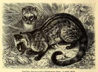 An illustration from Brehms Tierleben : allgemeine Kunde des Tierreichs : mit 1800 Abbildungen im Text, 9 Karten und 180 Tafeln in Farbendruck und Holzschnitt (1890)