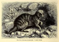 An illustration from Brehms Tierleben : allgemeine Kunde des Tierreichs : mit 1800 Abbildungen im Text, 9 Karten und 180 Tafeln in Farbendruck und Holzschnitt (1890)