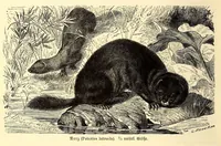 An illustration from Brehms Tierleben : allgemeine Kunde des Tierreichs : mit 1800 Abbildungen im Text, 9 Karten und 180 Tafeln in Farbendruck und Holzschnitt (1890)