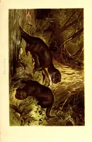 An illustration from Brehms Tierleben : allgemeine Kunde des Tierreichs : mit 1800 Abbildungen im Text, 9 Karten und 180 Tafeln in Farbendruck und Holzschnitt (1890)