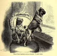 An illustration from Brehms Tierleben : allgemeine Kunde des Tierreichs : mit 1800 Abbildungen im Text, 9 Karten und 180 Tafeln in Farbendruck und Holzschnitt (1890)