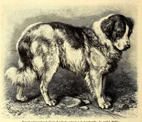 An illustration from Brehms Tierleben : allgemeine Kunde des Tierreichs : mit 1800 Abbildungen im Text, 9 Karten und 180 Tafeln in Farbendruck und Holzschnitt (1890)