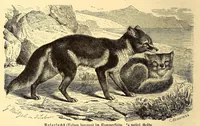 An illustration from Brehms Tierleben : allgemeine Kunde des Tierreichs : mit 1800 Abbildungen im Text, 9 Karten und 180 Tafeln in Farbendruck und Holzschnitt (1890)