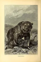 Picture 5 of 15 from Brehms Tierleben : allgemeine Kunde des Tierreichs : mit 1800 Abbildungen im Text, 9 Karten und 180 Tafeln in Farbendruck und Holzschnitt (1890), leaf 264