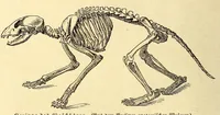 An illustration from Brehms Tierleben : allgemeine Kunde des Tierreichs : mit 1800 Abbildungen im Text, 9 Karten und 180 Tafeln in Farbendruck und Holzschnitt (1890)