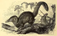 An illustration from Brehms Tierleben : allgemeine Kunde des Tierreichs : mit 1800 Abbildungen im Text, 9 Karten und 180 Tafeln in Farbendruck und Holzschnitt (1890)