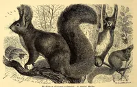 An illustration from Brehms Tierleben : allgemeine Kunde des Tierreichs : mit 1800 Abbildungen im Text, 9 Karten und 180 Tafeln in Farbendruck und Holzschnitt (1890)