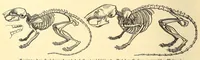 An illustration from Brehms Tierleben : allgemeine Kunde des Tierreichs : mit 1800 Abbildungen im Text, 9 Karten und 180 Tafeln in Farbendruck und Holzschnitt (1890)