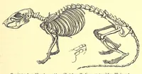 An illustration from Brehms Tierleben : allgemeine Kunde des Tierreichs : mit 1800 Abbildungen im Text, 9 Karten und 180 Tafeln in Farbendruck und Holzschnitt (1890)