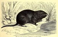 An illustration from Brehms Tierleben : allgemeine Kunde des Tierreichs : mit 1800 Abbildungen im Text, 9 Karten und 180 Tafeln in Farbendruck und Holzschnitt (1890)