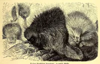 An illustration from Brehms Tierleben : allgemeine Kunde des Tierreichs : mit 1800 Abbildungen im Text, 9 Karten und 180 Tafeln in Farbendruck und Holzschnitt (1890)