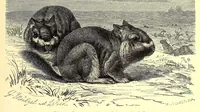 An illustration from Brehms Tierleben : allgemeine Kunde des Tierreichs : mit 1800 Abbildungen im Text, 9 Karten und 180 Tafeln in Farbendruck und Holzschnitt (1890)