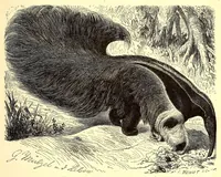 An illustration from Brehms Tierleben : allgemeine Kunde des Tierreichs : mit 1800 Abbildungen im Text, 9 Karten und 180 Tafeln in Farbendruck und Holzschnitt (1890)