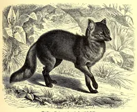 An illustration from Brehms Tierleben : allgemeine Kunde des Tierreichs : mit 1800 Abbildungen im Text, 9 Karten und 180 Tafeln in Farbendruck und Holzschnitt (1890)