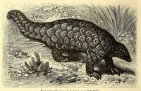 An illustration from Brehms Tierleben : allgemeine Kunde des Tierreichs : mit 1800 Abbildungen im Text, 9 Karten und 180 Tafeln in Farbendruck und Holzschnitt (1890)