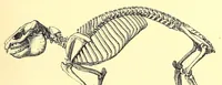 An illustration from Brehms Tierleben : allgemeine Kunde des Tierreichs : mit 1800 Abbildungen im Text, 9 Karten und 180 Tafeln in Farbendruck und Holzschnitt (1890)
