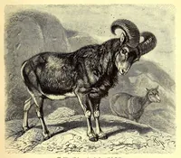 An illustration from Brehms Tierleben : allgemeine Kunde des Tierreichs : mit 1800 Abbildungen im Text, 9 Karten und 180 Tafeln in Farbendruck und Holzschnitt (1890)