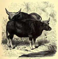 An illustration from Brehms Tierleben : allgemeine Kunde des Tierreichs : mit 1800 Abbildungen im Text, 9 Karten und 180 Tafeln in Farbendruck und Holzschnitt (1890)