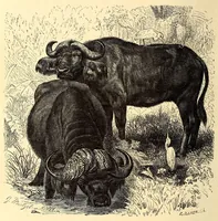 An illustration from Brehms Tierleben : allgemeine Kunde des Tierreichs : mit 1800 Abbildungen im Text, 9 Karten und 180 Tafeln in Farbendruck und Holzschnitt (1890)