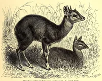 An illustration from Brehms Tierleben : allgemeine Kunde des Tierreichs : mit 1800 Abbildungen im Text, 9 Karten und 180 Tafeln in Farbendruck und Holzschnitt (1890)
