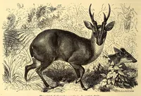 An illustration from Brehms Tierleben : allgemeine Kunde des Tierreichs : mit 1800 Abbildungen im Text, 9 Karten und 180 Tafeln in Farbendruck und Holzschnitt (1890)