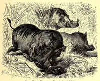 An illustration from Brehms Tierleben : allgemeine Kunde des Tierreichs : mit 1800 Abbildungen im Text, 9 Karten und 180 Tafeln in Farbendruck und Holzschnitt (1890)