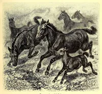 An illustration from Brehms Tierleben : allgemeine Kunde des Tierreichs : mit 1800 Abbildungen im Text, 9 Karten und 180 Tafeln in Farbendruck und Holzschnitt (1890)