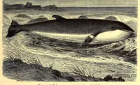 An illustration from Brehms Tierleben : allgemeine Kunde des Tierreichs : mit 1800 Abbildungen im Text, 9 Karten und 180 Tafeln in Farbendruck und Holzschnitt (1890)