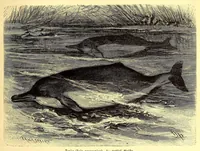An illustration from Brehms Tierleben : allgemeine Kunde des Tierreichs : mit 1800 Abbildungen im Text, 9 Karten und 180 Tafeln in Farbendruck und Holzschnitt (1890)