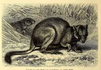 An illustration from Brehms Tierleben : allgemeine Kunde des Tierreichs : mit 1800 Abbildungen im Text, 9 Karten und 180 Tafeln in Farbendruck und Holzschnitt (1890)