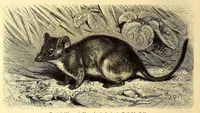 An illustration from Brehms Tierleben : allgemeine Kunde des Tierreichs : mit 1800 Abbildungen im Text, 9 Karten und 180 Tafeln in Farbendruck und Holzschnitt (1890)