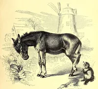 An illustration from Brehms Tierleben : allgemeine Kunde des Tierreichs : mit 1800 Abbildungen im Text, 9 Karten und 180 Tafeln in Farbendruck und Holzschnitt (1890)