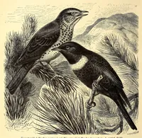 An illustration from Brehms Tierleben : allgemeine Kunde des Tierreichs : mit 1800 Abbildungen im Text, 9 Karten und 180 Tafeln in Farbendruck und Holzschnitt (1890)