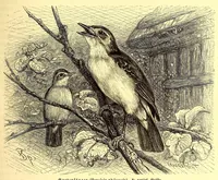 An illustration from Brehms Tierleben : allgemeine Kunde des Tierreichs : mit 1800 Abbildungen im Text, 9 Karten und 180 Tafeln in Farbendruck und Holzschnitt (1890)